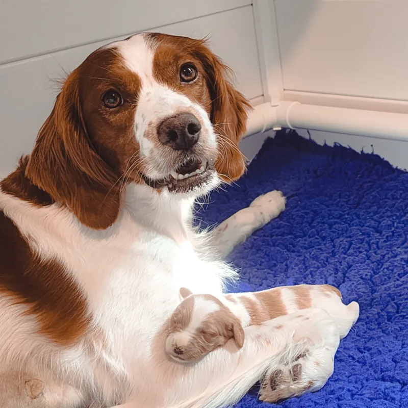 Jasmine with her new born puppy. She looks very happy.