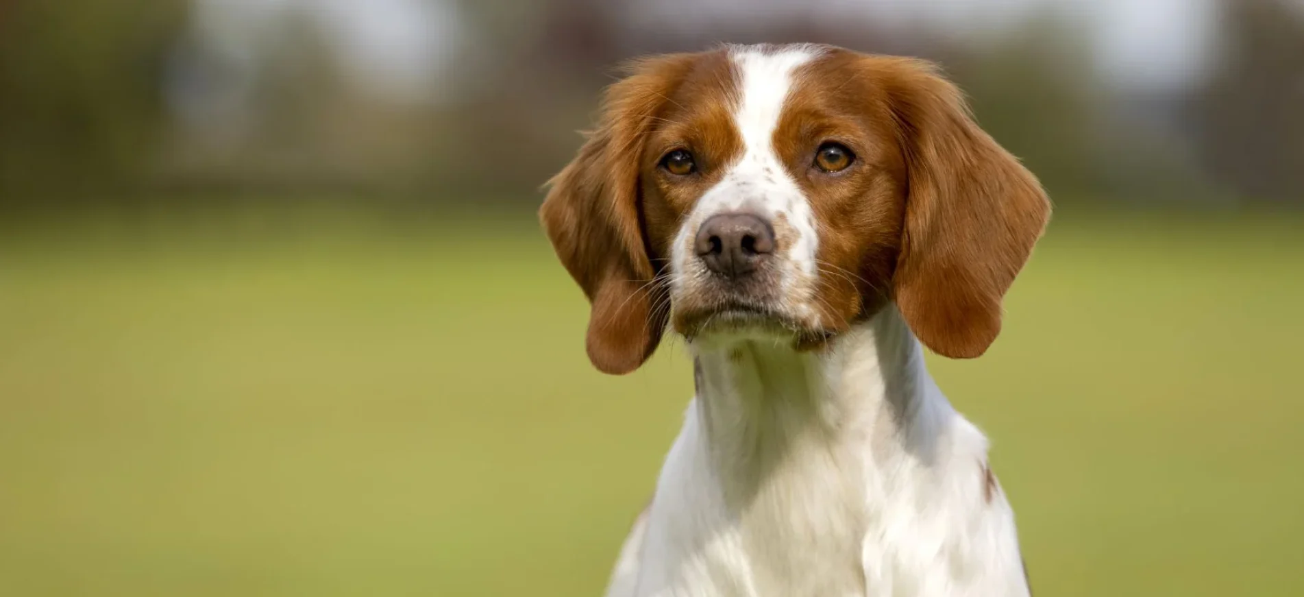 a beautiful Brittany is looking alert towards the camera, against a blurred field