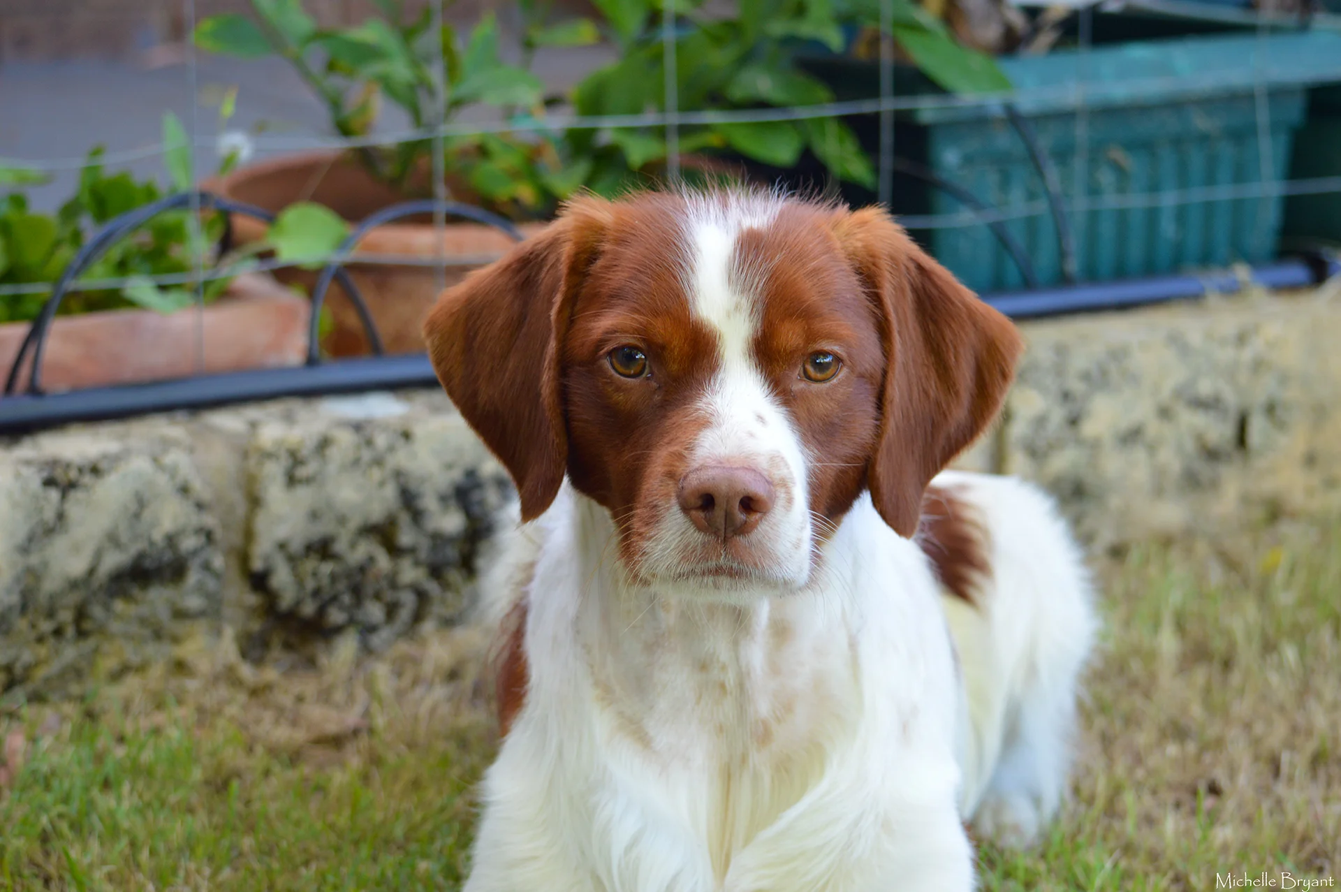 Obi is lying in the back yard looking at the camera